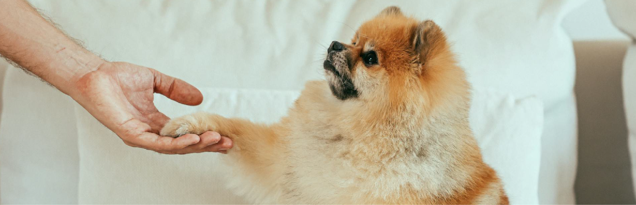 Entrenamiento para cachorros: 5 métodos efectivos metodos para entrenar cachorros